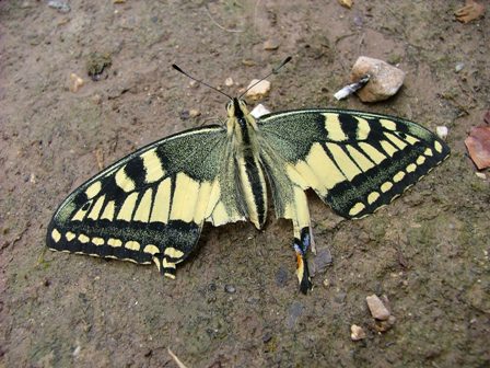 Papilio machaon